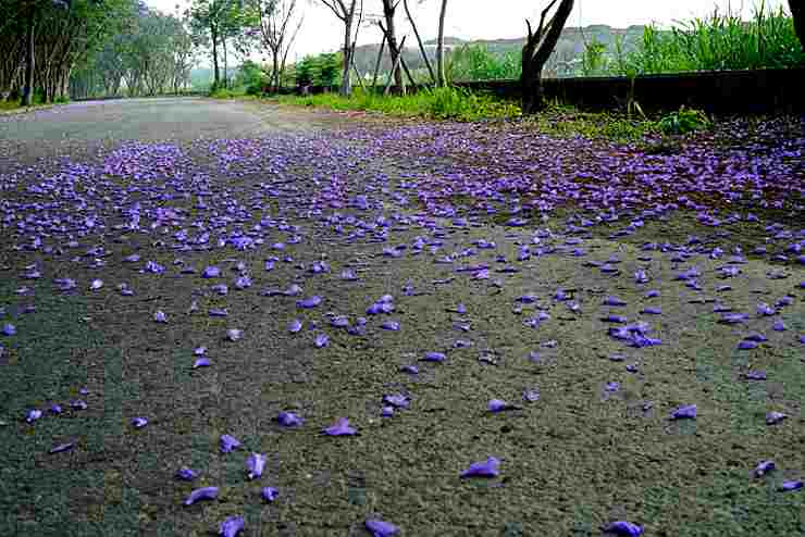 【春】藍花楹季-紫色花海