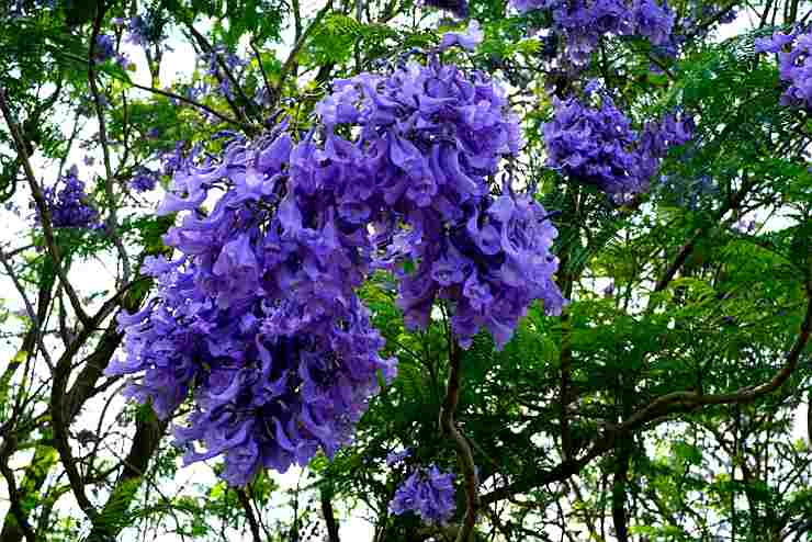 【春】藍花楹季-紫色花海