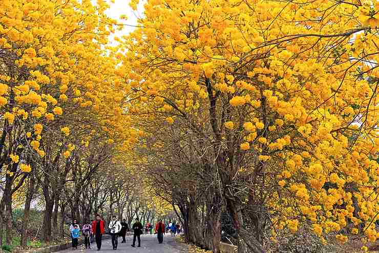 【春】又到了黃金風鈴木的季節囉!