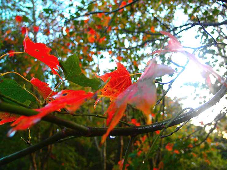 【秋】阿里山鄒族-生命豆祭-鄒!走!我們結婚吧