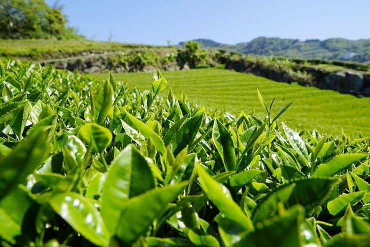 石棹現地採茶製茶
