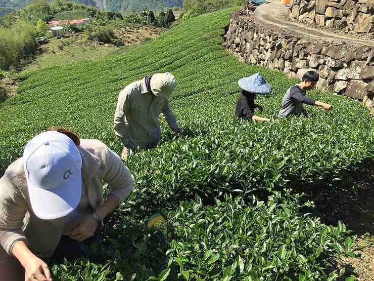 石棹現地採茶製茶