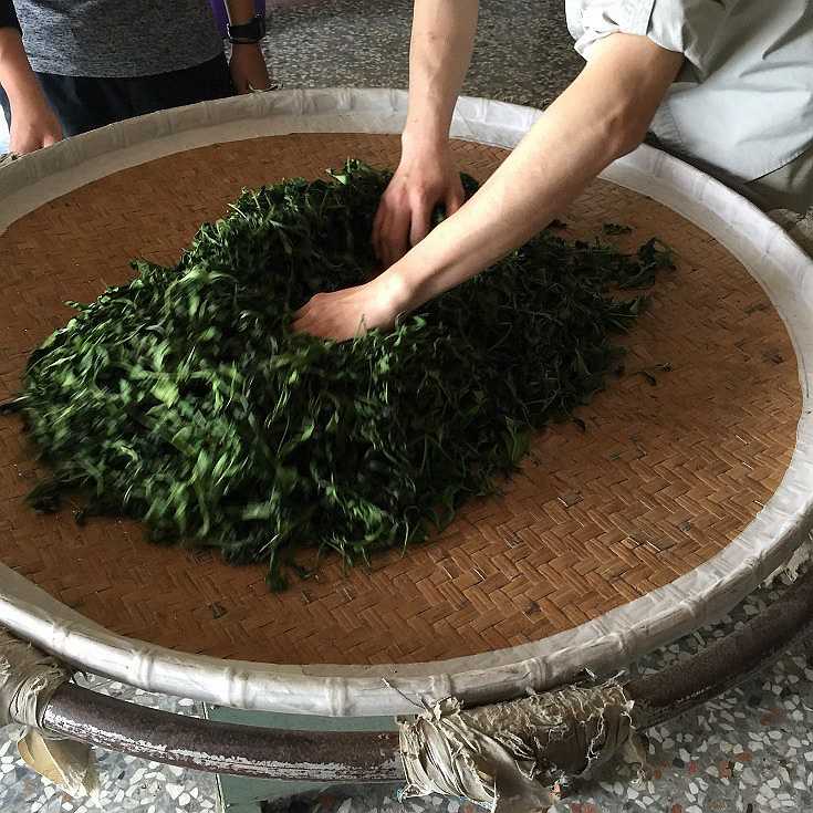 石棹現地採茶製茶