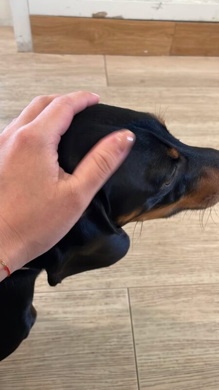 ｜安蘭居旅店報報-寵物篇｜中英泰 🐾 萌寵來襲！臘腸狗入住啦～ 今天 嘉義安蘭居旅店 迎來一位超可愛的小房客 🐶 短短的小腿 長長的身體 走起路來一搖一擺 整個…